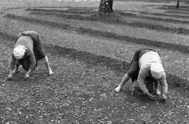 AGRICOLTURA due donne raccoglitrici curve al lavoro nell\