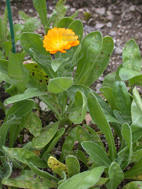 CALENDULA Officinalis L., famiglia delle Compositae. Ha proprietà sudorative, antinfiammatorie cicatrizzanti, antisettiche. le foglie e i fiori si utilizzano per infusi, sia per uso interno sia esterno, così come sotto forma di decotti o di unguenti. Cresce di preferenza in clima mediterraneo, dove si può trovare nei campi. Le foglie e i fiori si raccolgo in tarda primavera e in estate. Fotografia di Elena Piccini, Italia 2004.