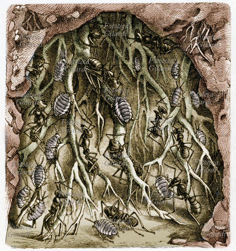 ZOOLOGIA Formiche, Lasius flavus con gorgoglioni tavola da enciclopedia illustrata inizio del XX secolo