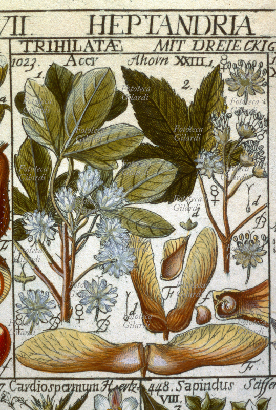 ERBARI Acero (Acer) foglie, fiori e frutti sezionati. Classis VII, Heptandria, trigynia; tav. 26. Da: Tabulae phytographicae di Johannes Gessner (1709-1790) medico, botanico, matematico e naturalista svizzero; seguace e corrispondente di Linneo (1707-1778), fu tra i primi ad adottare i suoi metodi di classificazione. Le sue tavole fitografiche, minuziosamente compilate seguendone i criteri, furono pubblicate postume a cura di Christoph Salomon Schinz (1764-1847), Turici (Zurigo), Impensis Johannis Henrici Fuessli, filii, 1795