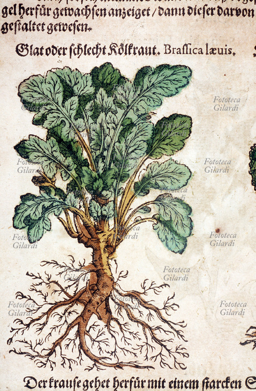 ERBARI Cavolo (Brassica laevis). Pianta intera, comprese radici.Da \