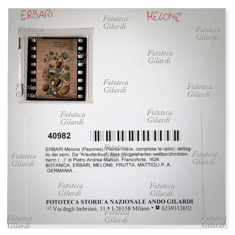 ARCHIVIATION National Historical Photography Ando Gilardi - archive file with color slide 24 x 36 section Botanica 40982 MELONE, numeric code associated with a bar code for loading / unloading of the editorial loan for the image, Milan 1985-95