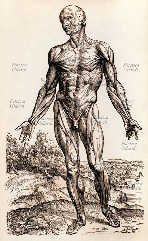 Andreas VESALIUS (December 31, 1514 – October 15, 1564), Flemish anatomist and physician. Anatomical plate showing the muscles of the human body in frontal view, from the treatise \