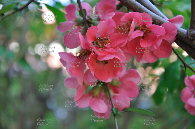 FRUTTICOLTURA arbusto fiorito di Chaenomeles japonica, a ricordare le sue origini orientali; i fiori del chaenomeles ricordano molto i fiori dei meli, solo verso la fine della fioritura compaiono anche le foglie. In primavera inoltrata ai fiori seguono piccoli frutti, simili a piccole mele cotogne, di sapore asprigno ed allappante; si tratta di frutti commestibili, anche se possono venire mangiati solo dopo cottura, vengono talvolta utilizzati in composte o marmellate, oppure aggiunti a confetture di altri frutti, per renderle più dense, vista la ricchezza di pectina di queste piccole mele. Fioritura in aprile tardo. Fotografia di Patrizia Piccini, Ponzone (AL), 2011