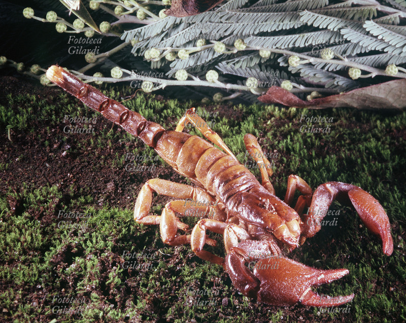 SCORPIONE Scorpiones ; classificato da C. L. Koch nel 1837 appartenente all\