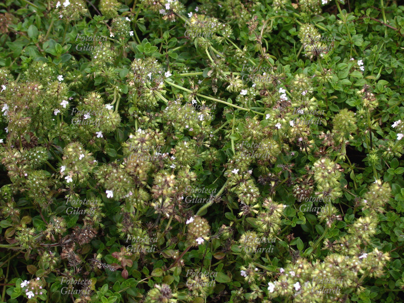 TIMO Thymus gr. Serpyllum, famiglia delle Labiate, è un arbusto sempreverde particolarmente grazioso e spesso impiegato a scopo decorativo; la sua altezza varia, in relazione alla specie coltivata, da pochi centimetri a più di una trentina; anche il portamento del timo muta e può essere eretto o strisciante. Quest\