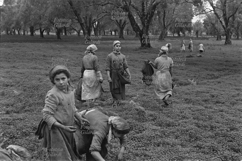 AGRICOLTURA Raccoglitrici stagionali in Calabria. In primo piano una giovanissima, si volta a guardare il fotografo. Fotografia di Ando Gilardi (1921 - 2012) #andogilardi, da una serie presa a sostegno della Commissione di inchiesta sulle condizioni di lavoro delle raccoglitrici di olive in Calabria istruita nel novembre 1957 da sindacalisti della C.G.I.L. e figure associative e parlamentari di varia estrazione, usata poi anche per illustrare diversi fotoservizi di sintesi su \