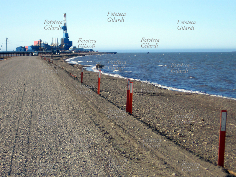 ALASKA Prudhoe Bay: campi petroliferi e un orso polare, arrivato qui alla ricerca di cibo a causa dello scioglimento del pack, suo habitat naturale. Da qui parte la Transalaska Pipeline uno degli oleodotti più lunghi del mondo (800 miglia) per finire nel porto di Valdez. Il petrolio fu scoperto a Prudhoe Bay nel 1968, la Transalaska Pipeline fu costruita tra il 1975 e il 1977 e attualmente trasporta 1 milione di barili di petrolio al giorno. Fotografia di Raffaella Milandri, U.S.A., Agosto 2008
