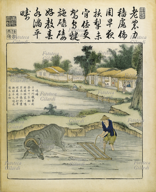 CINA lavoro nei campi di riso durante l\