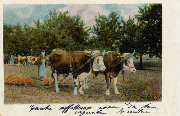 AGRICOLTURA AGRICOLTURA