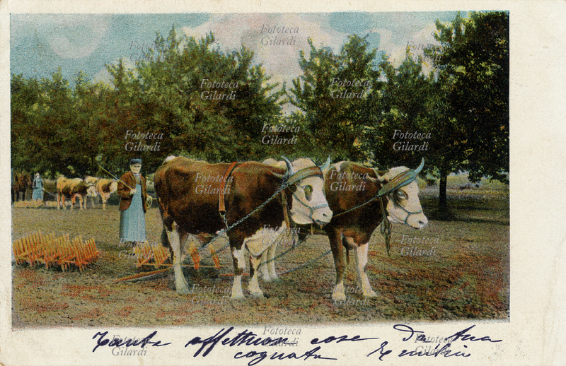AGRICOLTURA ranghinatura a trazione animale, con due buoi, di un piccolo campo nella pianura piemontese. Cromolitografia con nero fotomeccanico, 1904