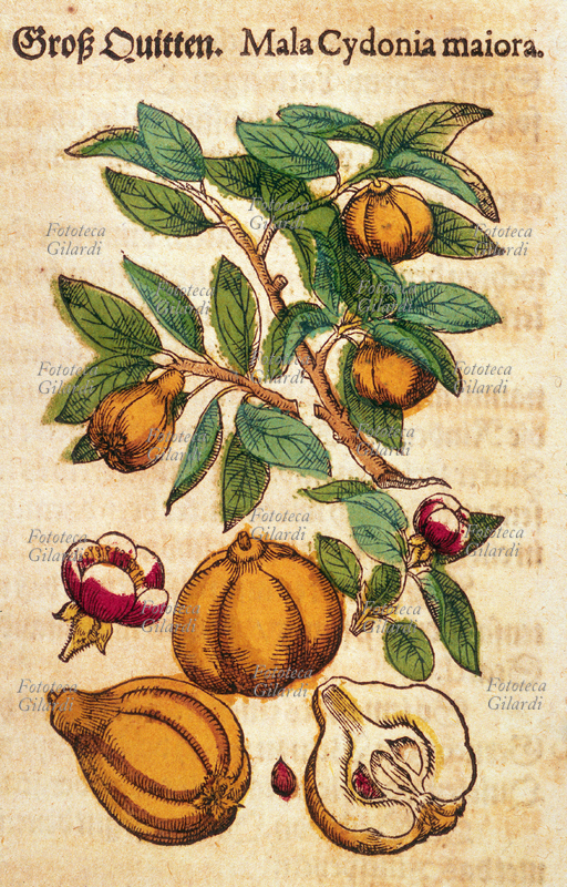 ERBARI Mela cotogna (Mala Cydonia maiora). Ramo con fiori e frutti. Sezione di un frutto e semi. Da \