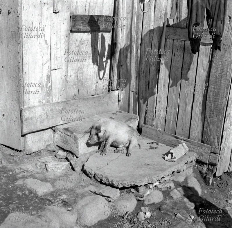 MAIALINO sulla soglia di casa al \