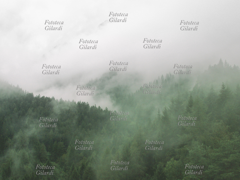 BOSCO DI CONIFERE pineta con nuvole basse. Carisolo (TN), agosto 2002, fotografia di Elena Piccini.