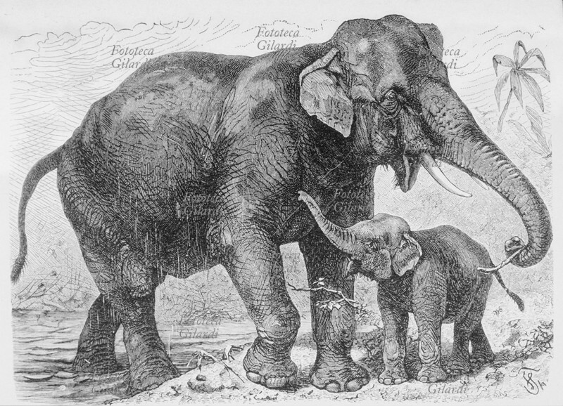 ELEFANTE INDIANO (Elephas Indicus) esemplare femmina con cucciolo. Incisione da trattato divulgativo sulla vita degli animali del XIX secolo.