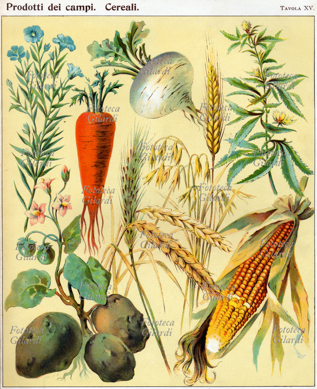 BOTANICA Tavola raffigurante i prodotti della terra: carota, mais, patata, lino, canapa, rapa bianca, grano; da \