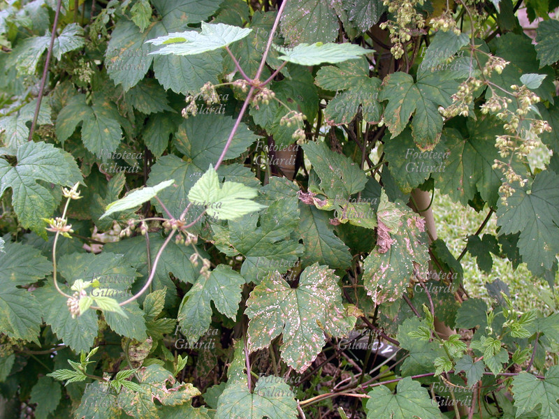 LUPPOLO Humulus lupulus, famiglia delle Cannabacee. Il luppolo è una pianta erbacea perenne decidua che può svilupparsi fino a raggiungere un\