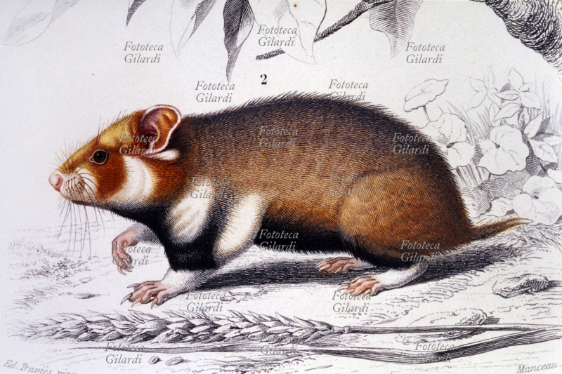ZOOLOGIA Criceto (Cricetus vulgaris), piccolo roditore della famiglia dei Cricetidi diffuso in Eurasia; tavola dal Tomo 1 dedicato ai mammiferi, 1° Serie quadrupedi senza osso marsupiale, 5° Ordine Roditori, dal \
