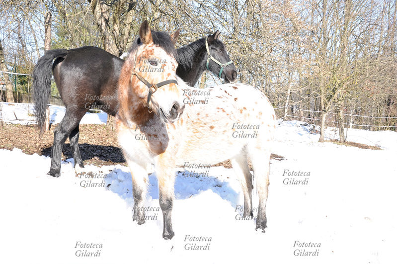 INVERNO neve e sole abbagliante - due cavalli al pascolo in piena luce. Fotografia di Patrizia Piccini, Ponzone (AL) febbraio 2010