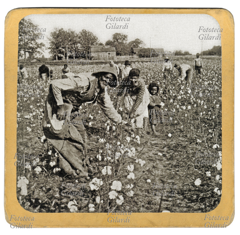 SCHIAVISMO Neri afroamericani al lavoro in una piantagione di cotone nel Tennessee. Veduta fotografica, XIX secolo