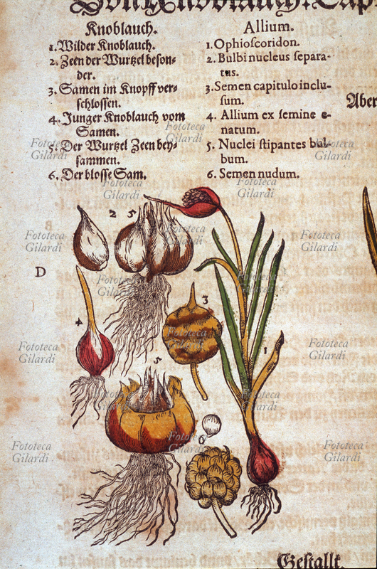 ERBARI Aglio (Allium). Pianta intera con fiore, sradicata. Dettagli del bulbo, intero e separato a spicchi, dei fiori e dei semi. Da \