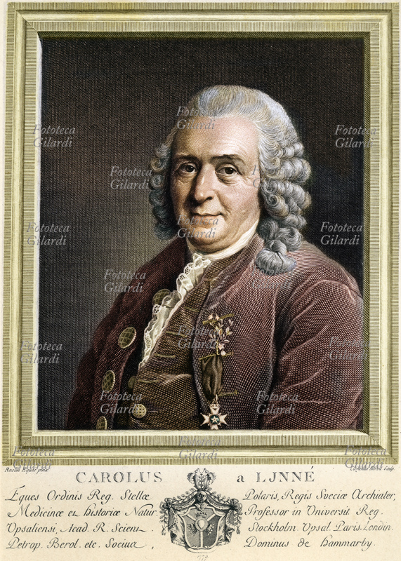 Carl Von LINNÉ (May 23, 1707 - January 10, 1778) portrait of the Swedish physician, botanist, naturalist and academic, considered the father of the modern scientific classification of living organisms, in a 1775 engraving by Clementus Bervie from a painting by Alexander Roslin (colorized version ). Sweden, 18th century