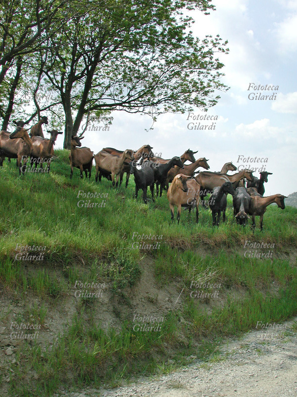 PASTORIZIA Gregge di capre da latte in un allevamento delle colline dell\