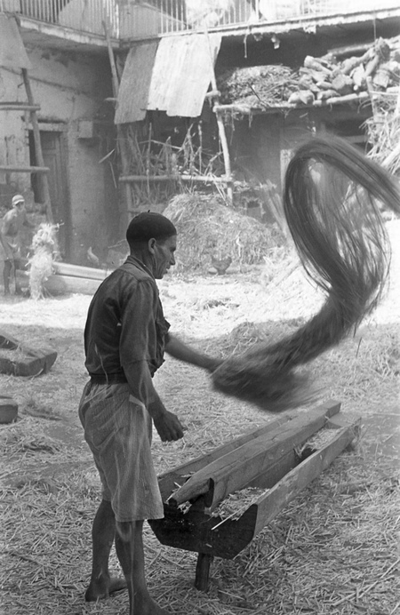 LAVORAZIONE DELLA CANAPA ELIMINAZIONE DELLLE SCORIE LAVORAZIONE DELLA CANAPA ELIMINAZIONE DELLLE SCORIE