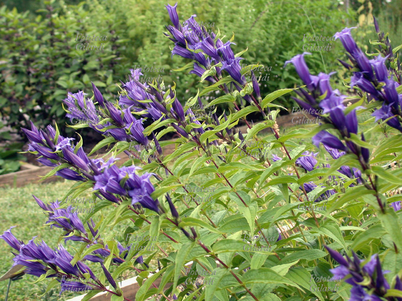 GENZIANA AZZURRA Gentiana asclepiadea L., famiglia delle Gentianaceae. La pianta è alta dai 25 ai 80 cm. I fusti sono semplici con numerose foglie opposte, lanceolate, quelle superiori recano nelle ascelle grandi fiori azzurri campanulati a 5 lobi appuntiti. Cresce nei boschi e prati di media montagna su terreni calcarei. Fotografia di Elena Piccini, Italia 2004.
