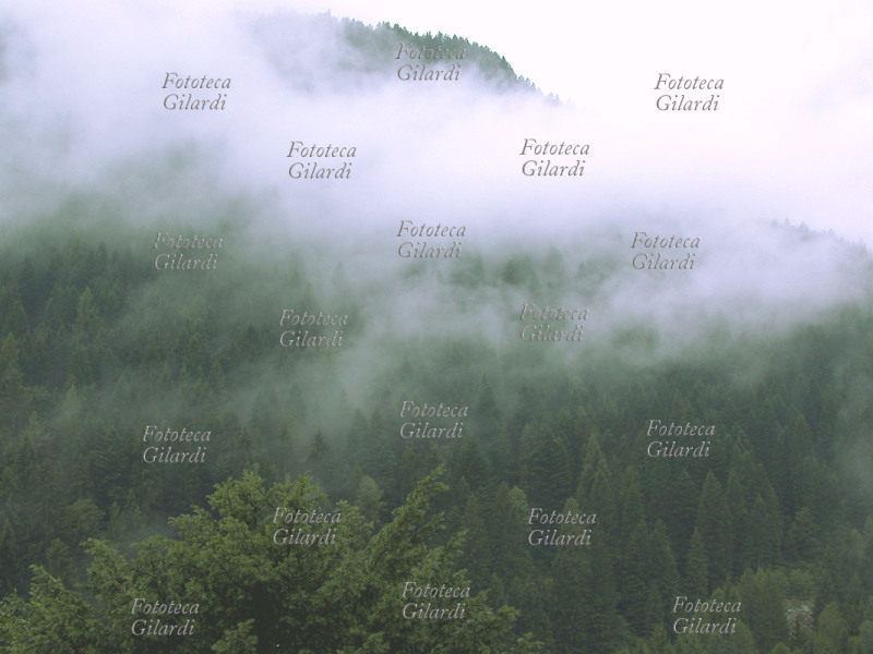 BOSCO DI CONIFERE con nuvole basse che sembrano \