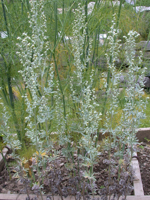 ASSENZIO Artemisia absinthium. Famiglia delle Composite. (pianta intera) Le foglie e le sommità fiorali hanno proprietà antisettiche, aromatiche, aperitive, emmenagoghe, febbrifughe, stimolanti, toniche, vermifughe. Vengono utilizzate per uso interno in infusi decotti, tintura, scriroppo. L\