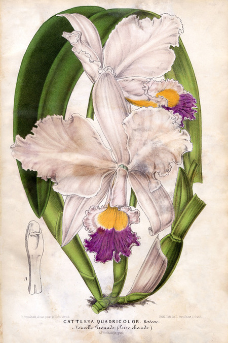 ORCHIDEA TAVOLA DA CATALOGO BELGA XIX SECOLO ORCHIDEA TAVOLA DA CATALOGO BELGA XIX SECOLO