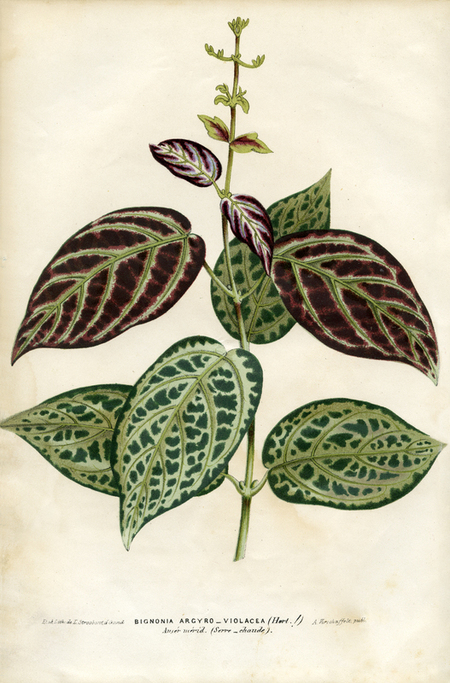 BIGNONIA ARGYRO VIOLACEA BIGNONIA ARGYRO VIOLACEA