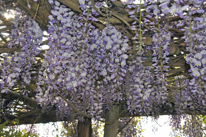 Wisteria pergola FIORITO Wisteria pergola FIORITO