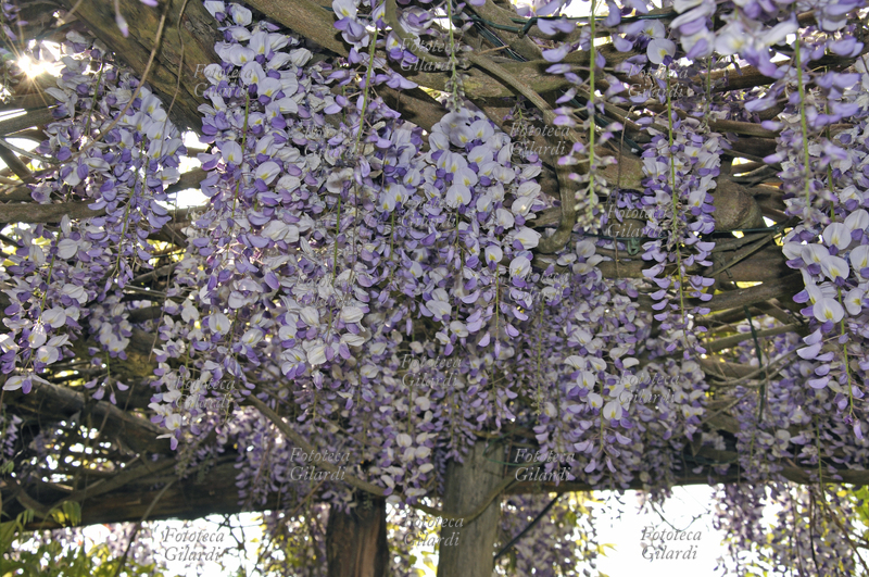 GLICINE (Wisteria sinensis) originaria della Cina, è una pianta arbustiva rampicante, rustica e vigorosa, con apparato radicale robusto che si espande facilmente, fusti volubili, che raggiungono i 1020 m di altezza a seconda del sostegno; foglie decidue, imparipennate, composte da 7-13 foglioline ovali-lanceolate con l\