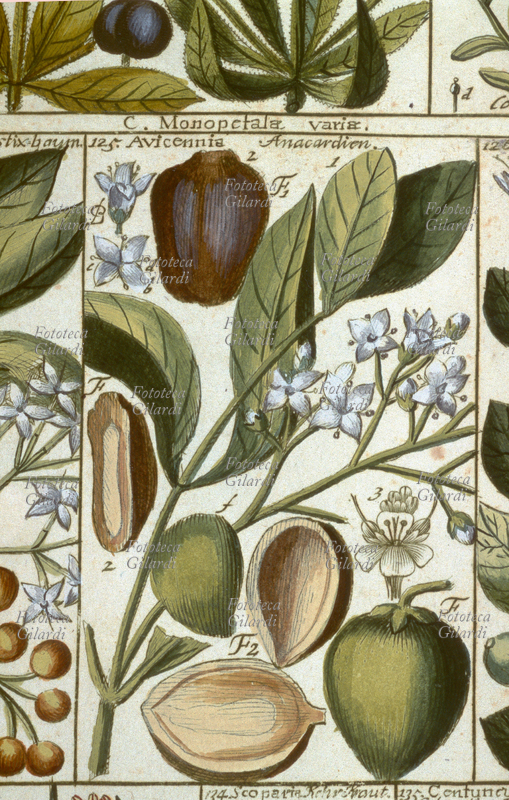 HERBARS Avicennia (Anacardien) Classis IV, Tetrandria, monogynia et monopetalo; table 9. From: "Tabulae phytographicae" by Johannes Gessner (1709-1790) Swiss physician, botanist, mathematician and naturalist; follower and correspondent of Linnaeus (1707-1778), he was among the first to adopt his methods of classification. His phytographic tables, meticulously compiled following the criteria, were published posthumously by Christoph Salomon Schinz (1764-1847), Turici (Zurich), Impensis Johannis Henrici Fuessli, filii, 1795