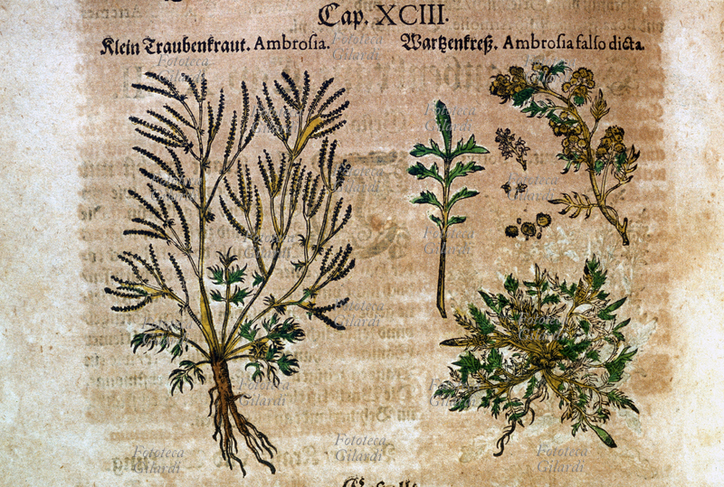 ERBARI Ambrosia e falsa Ambrosia (Ambrosia, Ambrosia falso dicta ) Piante intere con radici, foglie, fiori, frutti e semi, interi e sezionati. Da \