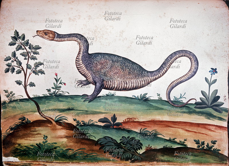 DRAGO con testa e coda di serpente. Miniatura per il trattato di Ulisse Aldrovandi (1522-1605)\
