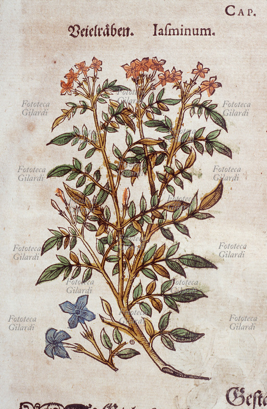 ERBARI Iasminum (Gelsomino giallo). Da \