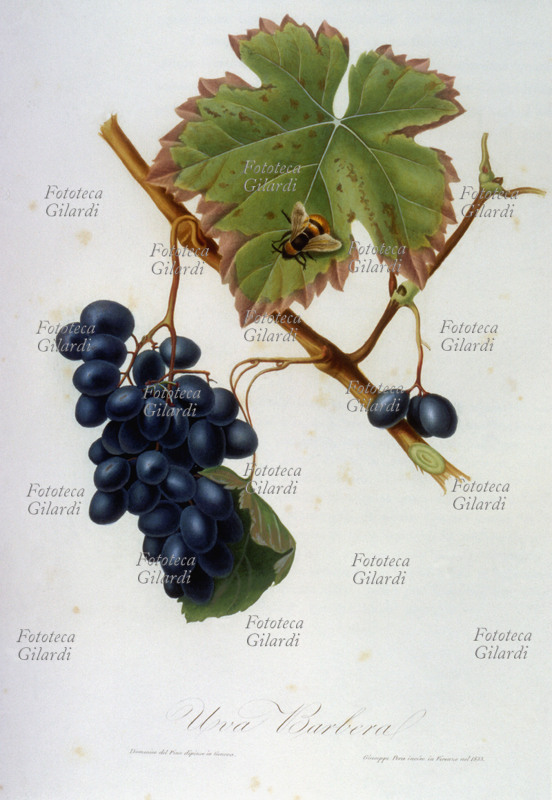 Herbaria bunch of grapes with vine Barbera. Illustration chromolithograph from "Pomona ie Italian treaty of fruit trees," the first and most important work in images of Pomology Italian, edited by George Gallesio (1772-1839). Published in installments from 1817 until the death of the curator, was financed by an original system of associations: the buyers, carefully selected, would buy each issue, the proceeds of which financed the production of the next issue; Gallesio just so he could meet the costs of its high artistic quality code for the work. Typography Niccolò Capurro, Pisa 1817-1839.