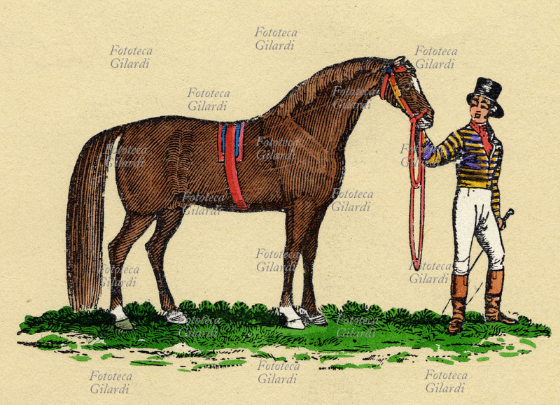 SPORT Cavallo da corsa e fantino, incisione a colori inglese dell\
