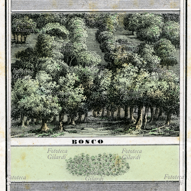 BOSCO veduta a volo d\