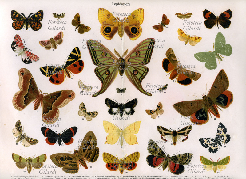 INSETTI Lepidotteri (farfalle) tavola raffigurante varie specie. Litografia a colori della fine del XIX secolo.