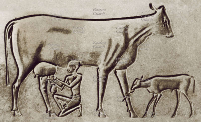ANTICO EGITTO Mungitura di una mucca. Si noti il vitellino legato alla gamba della madre e la lacrima che sgorga dal suo occhio: l\