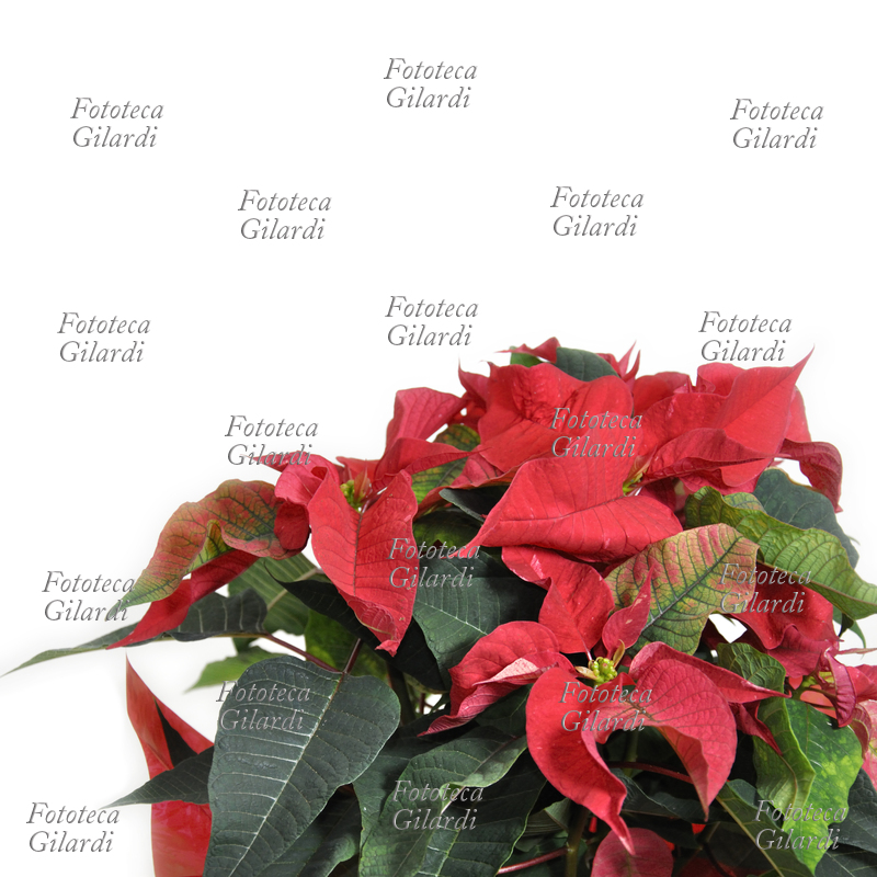 POINSETTIA Euphorbia pulcherrima, nota come Poinsettia; pianta ornamentale originaria del Messico, in Italia chiamata popolarmente Stella di Natale. La spettacolare fioritura invernale di un rosso intenso ne fa una apprezzata decorazione floreale tipicamente natalizia. Fotografia di Patrizia Piccini, Italia 2010