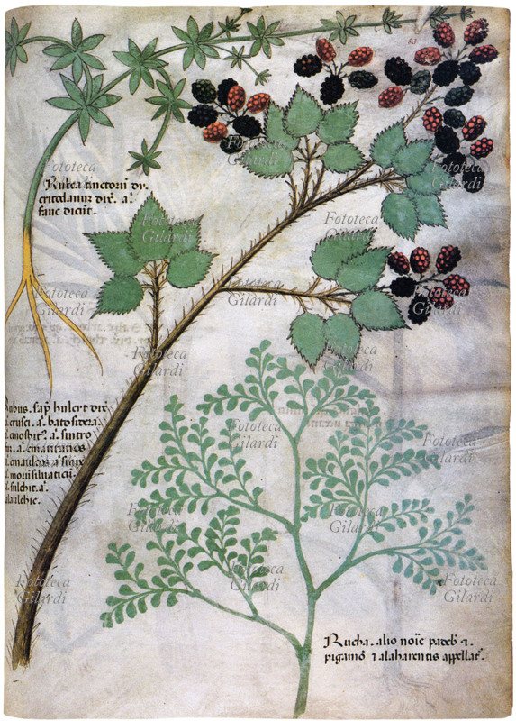 MEDICINA ruta, more e lamponi di rovo. Pagina da ms. \