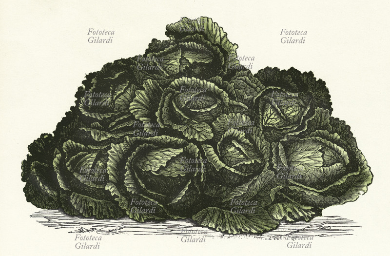 ALIMENTAZIONE cavolo verza, stampa XIX secolo.