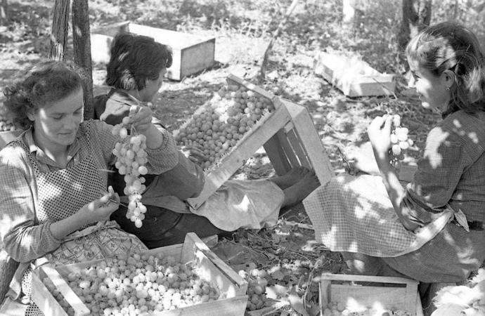 BITTER GRAPES PACKAGING UNDER PERGOLAS