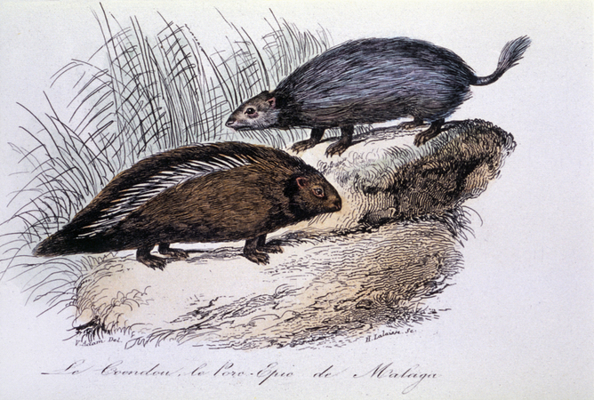 COENDOU PORCOSPINO DEL NUOVO MONDO