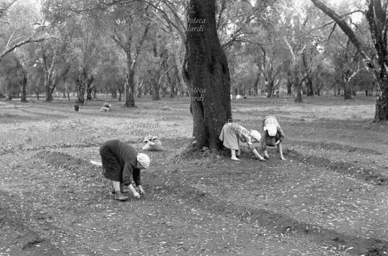 AGRICOLTURA tre donne raccoglitrici chine al lavoro nell\